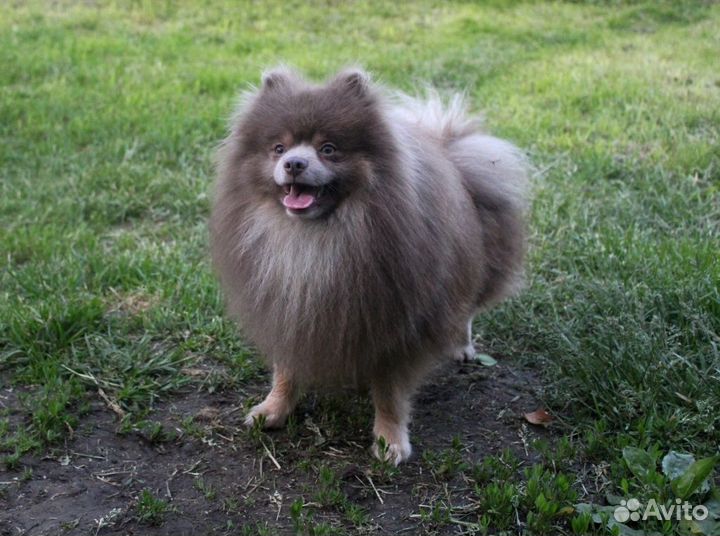 Лиловый Изюмчик-Изя