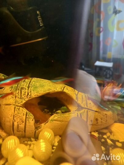 Аквариум 30 литров(со всем содержимым)