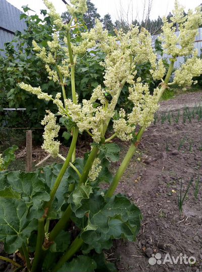 Хоста. Растения для сада