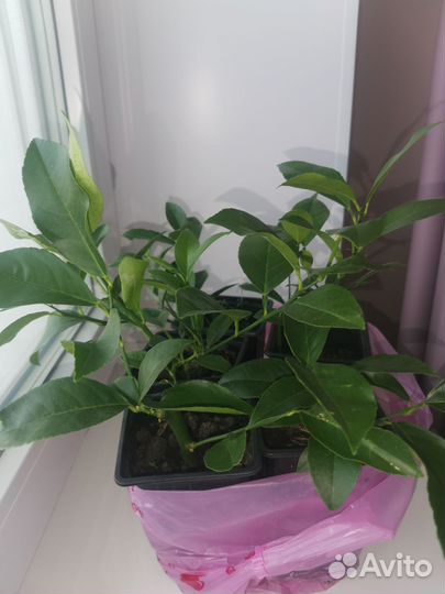 Лимон мейера и пандероза