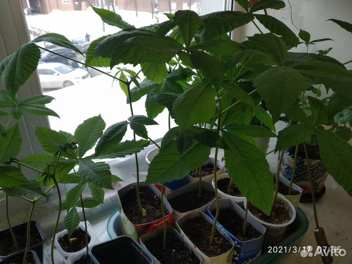 Каштаны конские