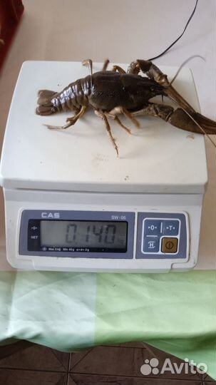 Живые и варёные раки Сотрудничество с рыбаками