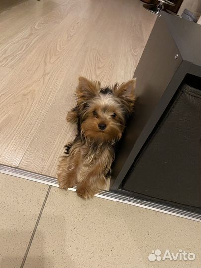 Йоркширский терьер щенок стандарт