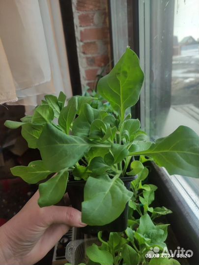 Петуния Альдерман