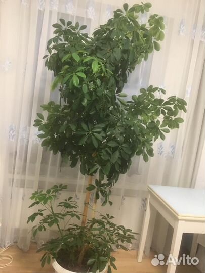 Комнатные цветы шефлера