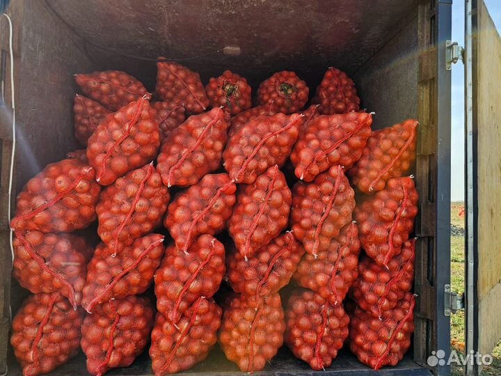Лук репчатый оптом