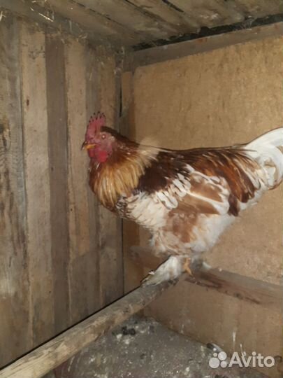 Молодые петухи