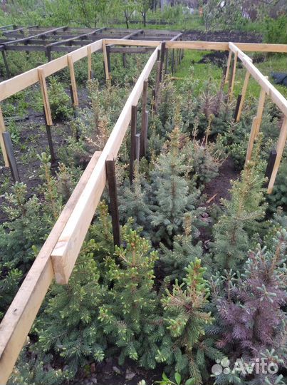 Ель голубая