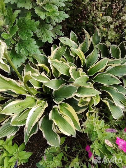 Хоста (укорененные растения 2-х,3-х и 4-х летние)