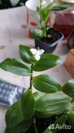 Традесканция