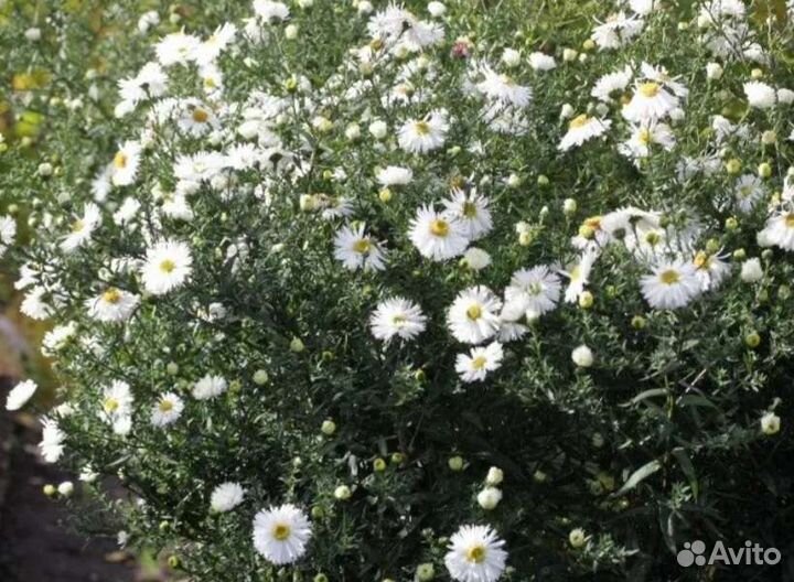 Октябрины белые