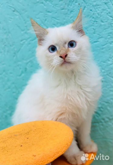 Котик 4,5 мес