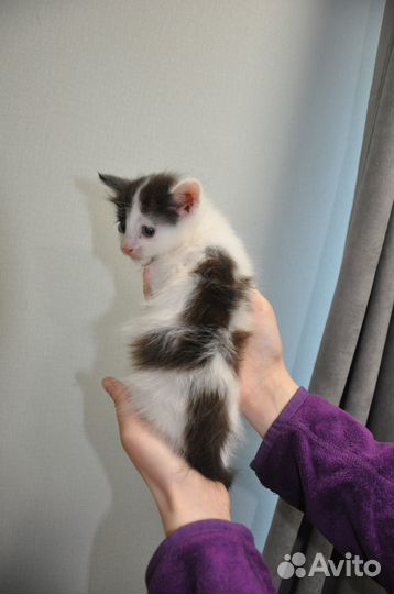 Отдам котят, в добрые, любящие руки