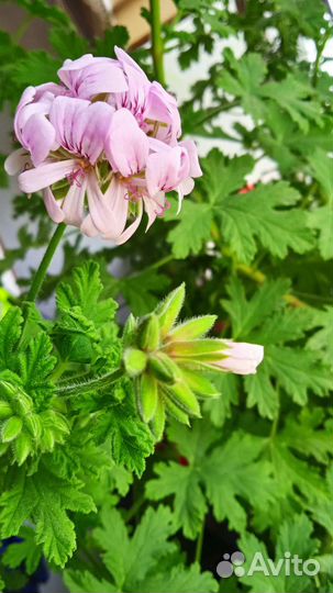 Пеларгония душистая