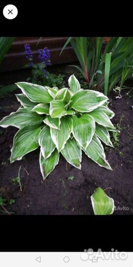 Растения для сада