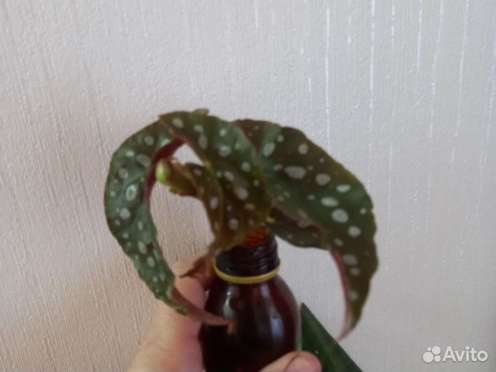 Бегония макулата