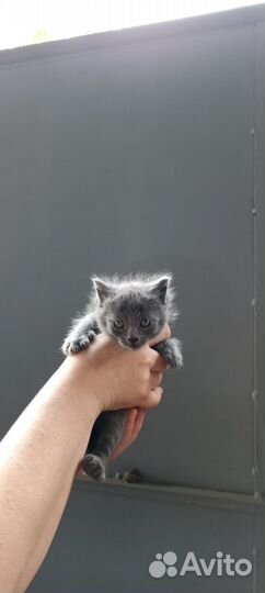 Отдам в добрые руки