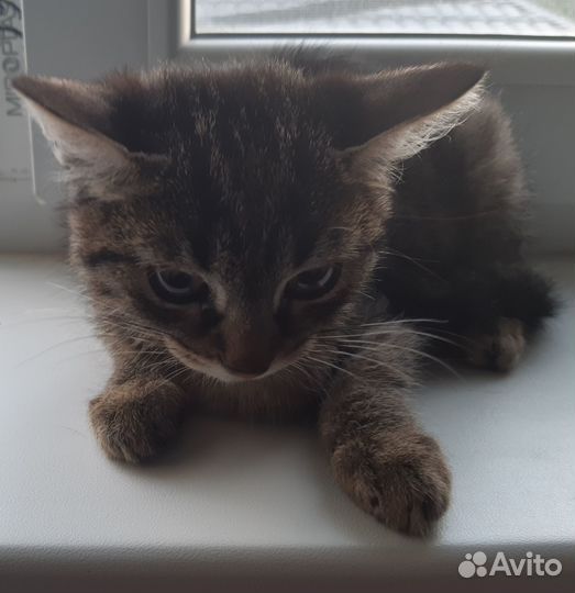Отдам в добрые руки котика