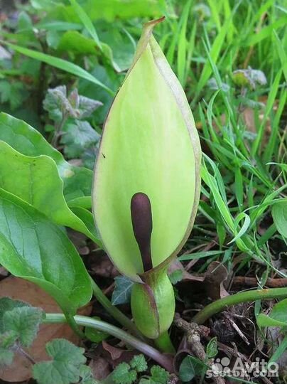 Саженцы садовых цветов