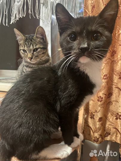 Котята