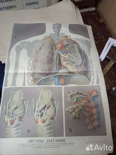 Учебные пособия по анатомии (плакаты) СССР