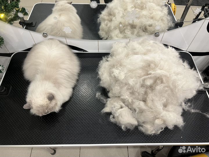 Груминг кошек