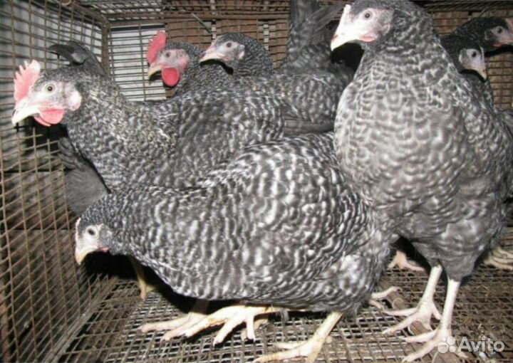 Куры несушки