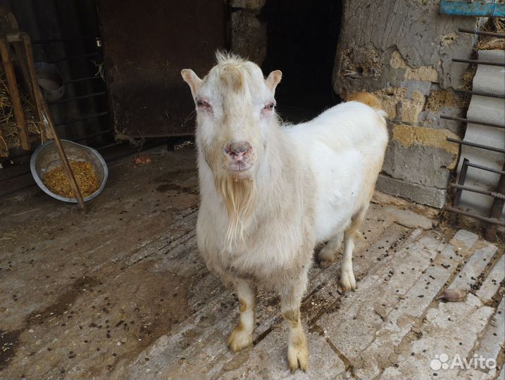 Козел для огула ваших коз