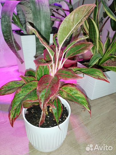 Аглаонема домашняя коллекция