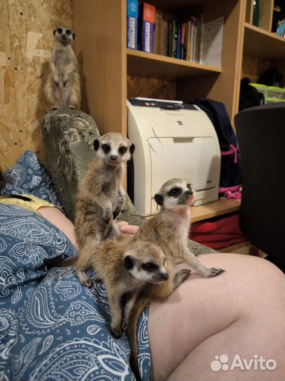 Сурикат щенки