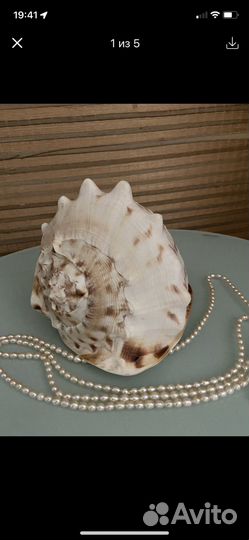 Морские ракушки раковины
