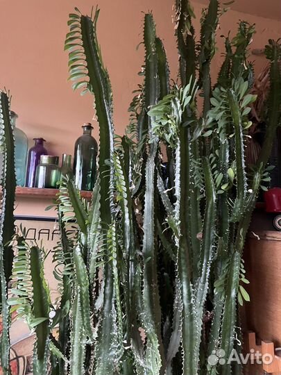 Кактус Молочай