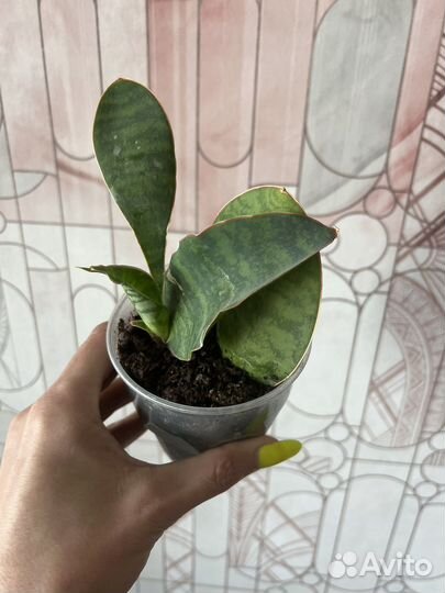 Сансивиерия сортовая