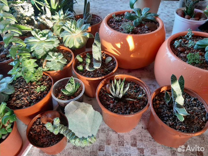 Суккуленты