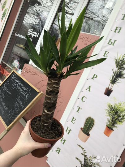 Комнатные цветы юкка