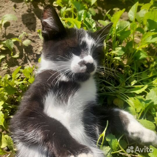 Котенок девочка