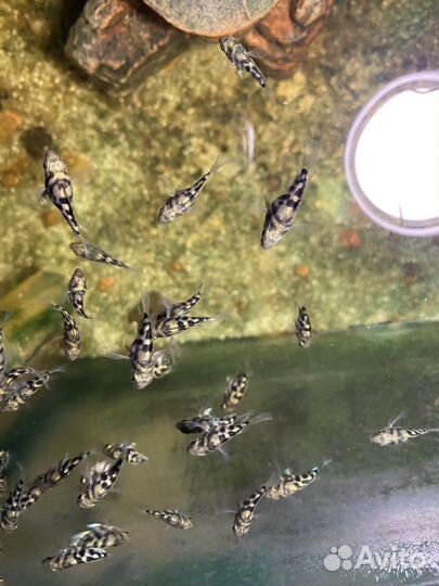 Рыбка сапфировый попугай