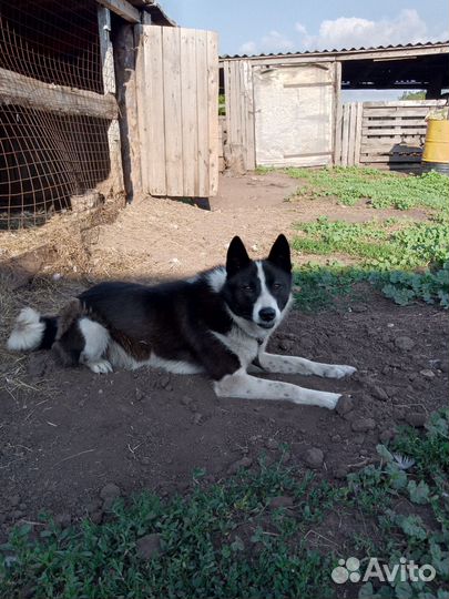 Русско европейская лайка