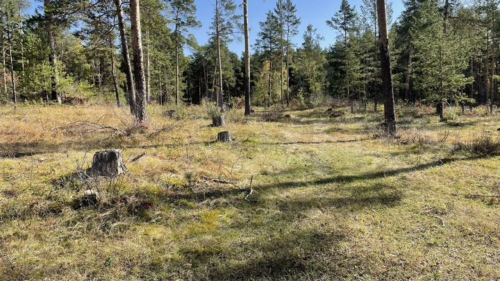 Участок 17 сот. (СНТ, ДНП)