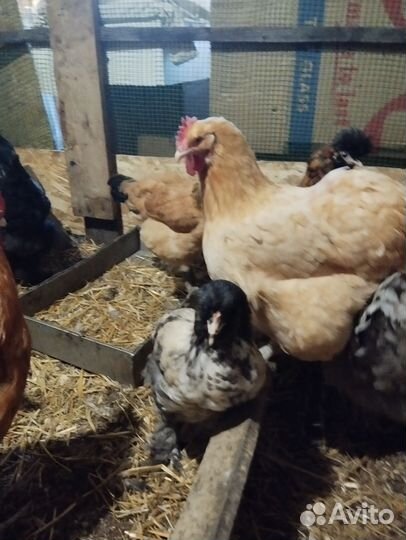 Яйцо инкубационное помесное, куры разных пород