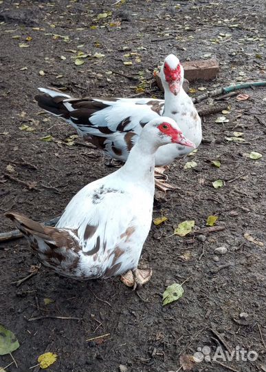 Мускусные утки индоутки индоутята