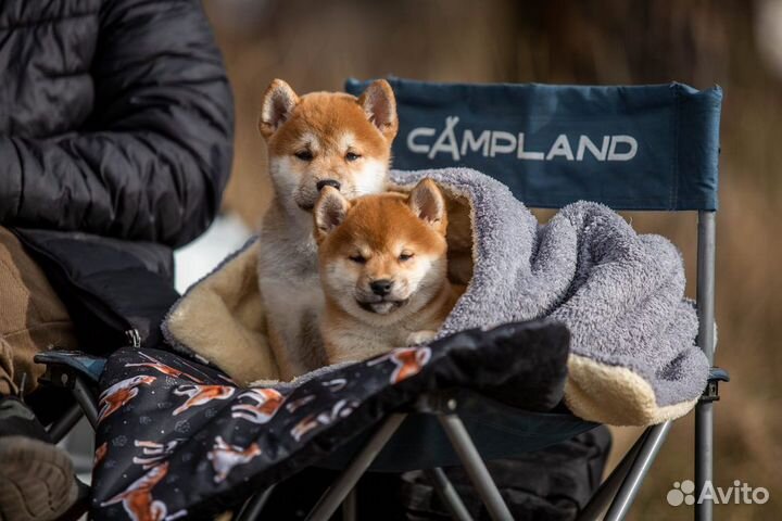 Сиба-ину – порода для тех, кто ценит характер и ст