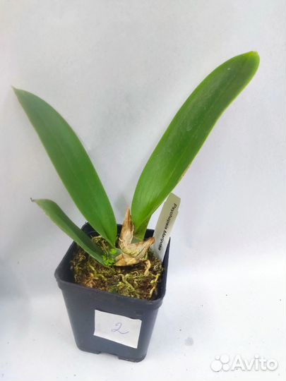 Орхидея. Психопсис.Psychopsis Mariposa