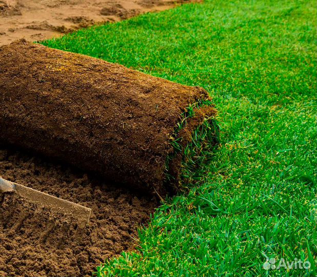 Газоны в Туле