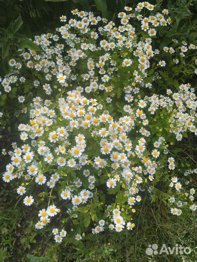 Многолетки