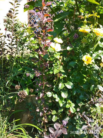 Саженцы барбариса