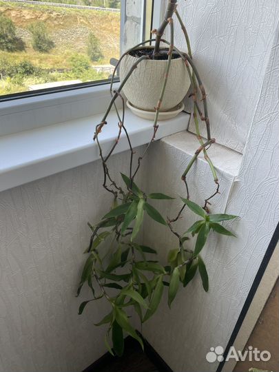 Цветок золотой ус