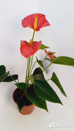Антуриумы разные сорта - 2 ч