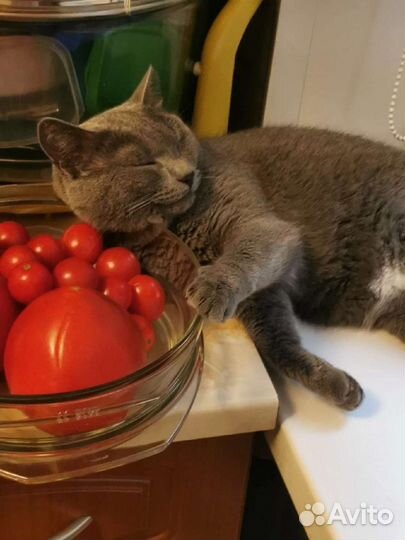 Очень красивая кошка
