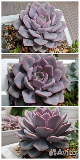 Суккуленты эхеверия, комнатные цветы, Часть 2